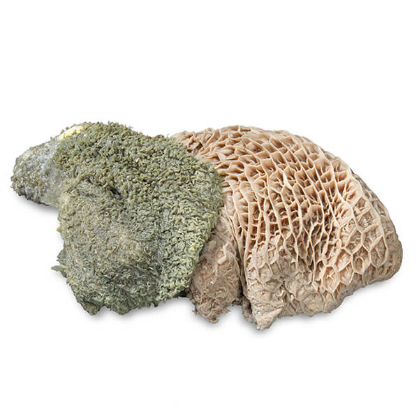 proCani Pansen grün 28 x 500 g - Image 3